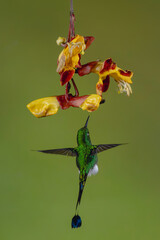 Obraz premium Male white-booted racket-tail hovers beneath Mysore trumpetvine