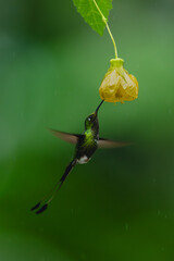 Obraz premium Male white-booted racket-tail hovers below yellow flower
