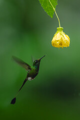 Obraz premium Male white-booted racket-tail hovers beneath yellow flower