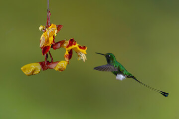 Obraz premium Male white-booted racket-tail hovers by Mysore trumpetvine