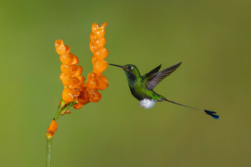 Obraz premium Male white-booted racket-tail hovers by orange flowers