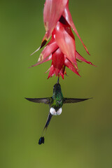 Obraz premium Male white-booted racket-tail hovers drinking beneath flower