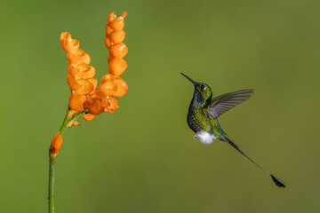 Obraz premium Male white-booted racket-tail hovers by orange flower