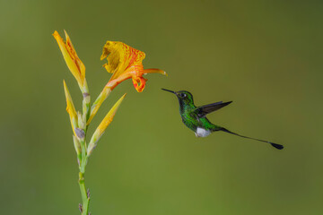 Obraz premium Male white-booted racket-tail hovers by canna lily