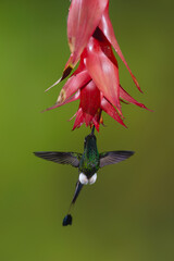 Obraz premium Male white-booted racket-tail hovers drinking below flower