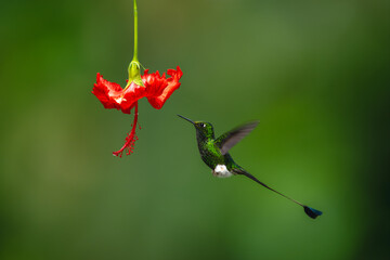 Obraz premium Male white-booted racket-tail hovers by red flower