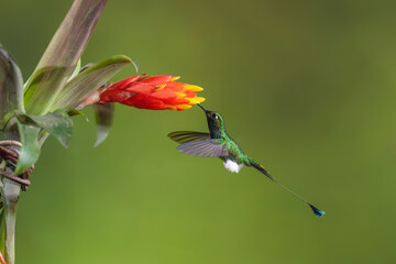 Obraz premium Male white-booted racket-tail hovers drinking by flower