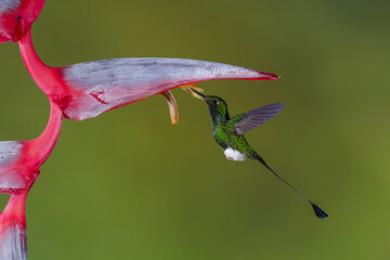 Obraz premium Male white-booted racket-tail hovers drinking from heliconia