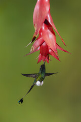 Obraz premium Male white-booted racket-tail hovers drinking under flower