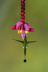 Obraz premium Male white-booted racket-tail hovers drinking underneath flower