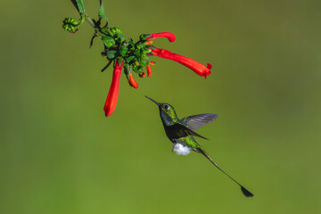 Obraz premium Male white-booted racket-tail hovers under Cape fuchsia