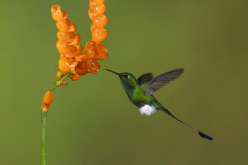 Obraz premium Male white-booted racket-tail hovers near orange flowers