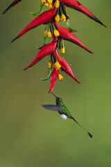 Obraz premium Male white-booted racket-tail hovers under heliconia drinking