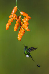 Obraz premium Male white-booted racket-tail hovers under orange flower