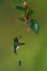 Obraz premium Male white-booted racket-tail hovers under red fuchsia