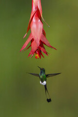 Obraz premium Male white-booted racket-tail hovers under red flower