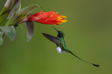 Obraz premium Male white-booted racket-tail hovers under red-and-yellow flower