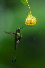Obraz premium Male white-booted racket-tail hovers under yellow flower