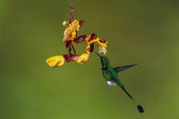 Obraz premium Male white-booted racket-tail hovers underneath Mysore trumpetvine