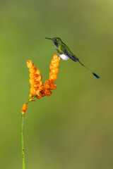 Obraz premium Male white-booted racket-tail in profile on flower