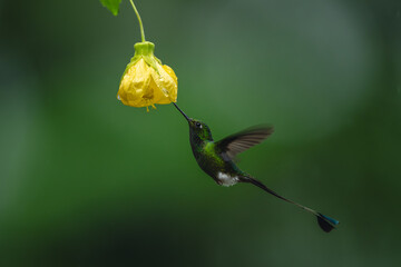 Obraz premium Male white-booted racket-tail hovers underneath yellow flower