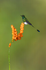 Obraz premium Male white-booted racket-tail turns head on flower