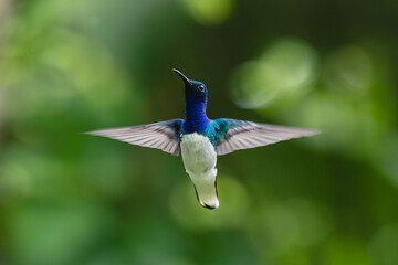 Obraz premium Male white-necked jacobin hovers against bokeh background