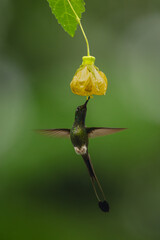 Obraz premium Male white-booted racket-tail under yellow flower drinking