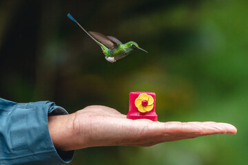 Obraz premium Male white-booted racket-tail over feeder on hand