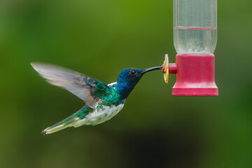 Obraz premium Male white-necked jacobin hovers drinking from feeder