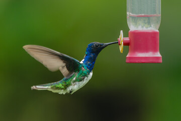 Obraz premium Male white-necked jacobin hovers at feeder drinking