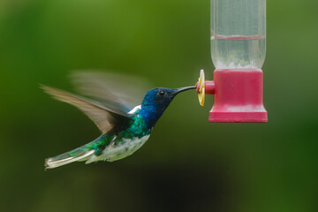 Obraz premium Male white-necked jacobin hovers drinking at feeder