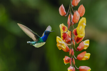 Obraz premium Male white-necked jacobin hovers by red-and-yellow flowers