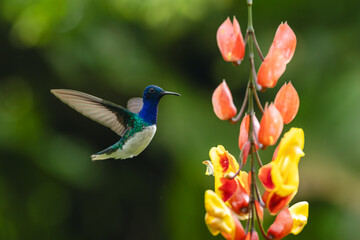 Obraz premium Male white-necked jacobin hovers near red-and-yellow flowers