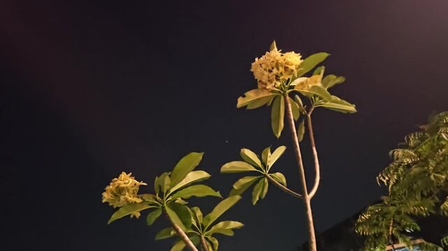 yellow flower,Yellow Plumeria flowers,Yellow frangipani flower Balinese Indonesia called Bunga Kamboja, glow against dark sky.Night photogarphy.Branches sway gently in soft evening light. 