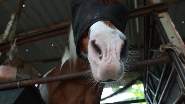 Horses in well maintained stables are fitted with insect nets that cover heads and eyes protect them from flies mosquitoes and other biting insects while still allowing them to see normally.
