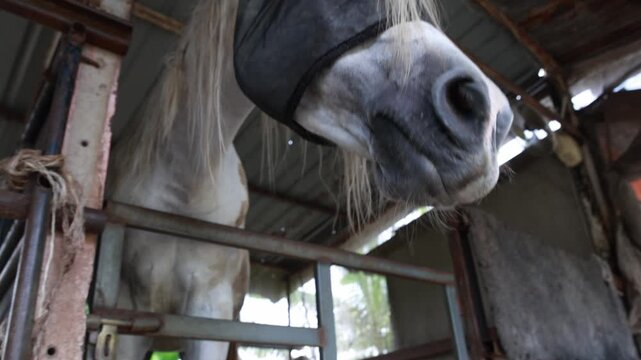 Horses in well maintained stables are fitted with insect nets that cover heads and eyes protect them from flies mosquitoes and other biting insects while still allowing them to see normally.