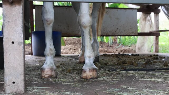 Horses in well maintained stables are fitted with insect nets that cover heads and eyes protect them from flies mosquitoes and other biting insects while still allowing them to see normally.