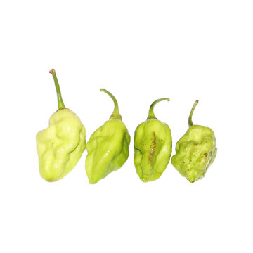 Four unripe green ghost peppers arranged in a row with natural lighting and soft focus