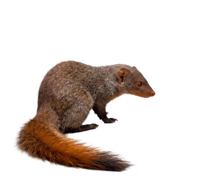 Mongoose cutout on a transparent background.