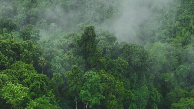 Dense Tropical Rainforest in Daylight