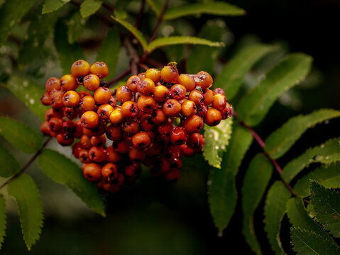 Close-up of ripe orange rowan berries covered with raindrops among green leaves after rainfall.