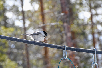 Willow tit perched on a strap in a sunlit boreal forest with a softly blurred natural background.  © HelenaUpNorth