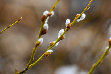 Willow branches with emerging pussy willow catkins in early spring, photographed against a soft blurred natural background. © HelenaUpNorth