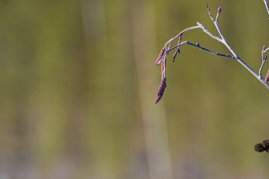 Alder branch with hanging reddish catkins and emerging buds in early spring, photographed against a soft blurred natural background.