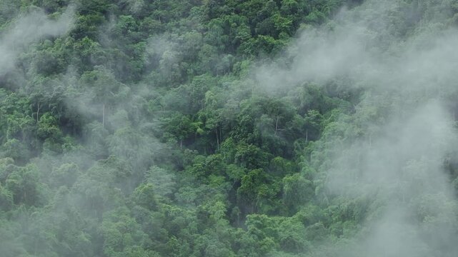 Dense Tropical Jungle with Misty Atmosphere