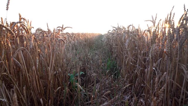 Wheat field on sunset. Farm field with rye. Crisis world&rsquo;s breadbasket. Corn and wheat harvesting. Wheat import, maize, soybeans. Grain export prices after grain deal. Ripe golden ears of wheat agains