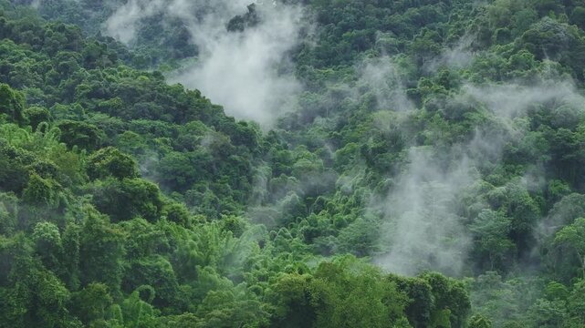Lush tropical forest with swirling mist, vibrant nature scene