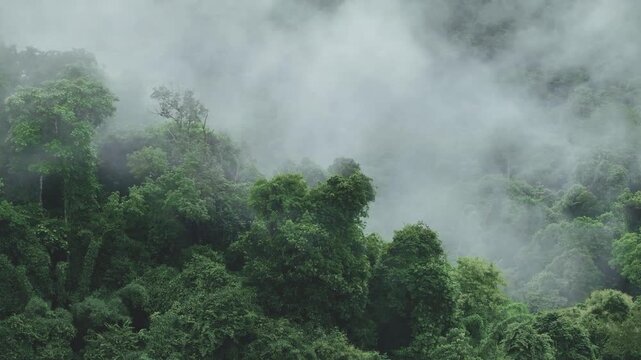 Lush green forest enveloped by morning mist, tranquil wilderness