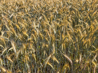 Obraz premium A close-up view of golden wheat growing in a field.